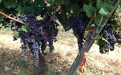 Wine Cellars and Cava